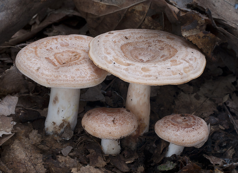 Lactarius chrysorrheus